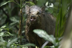 Sus scrofa vittatus
