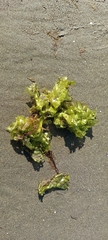 Ulva lactuca