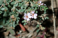 Frankenia pulverulenta