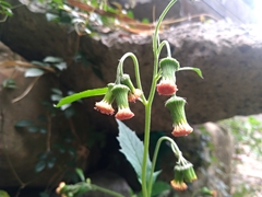 Crassocephalum crepidioides