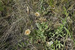 Psephellus turgaicus