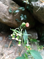 Crassocephalum crepidioides