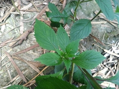 Crassocephalum crepidioides