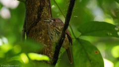 Malacoptila panamensis
