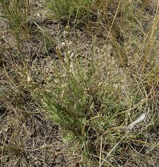 Astragalus tenuifolius