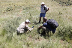 Satyrium longicauda longicauda