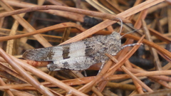 Oedipoda charpentieri