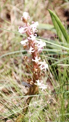 Satyrium longicauda longicauda