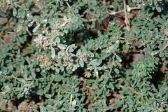 Frankenia pulverulenta