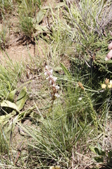 Satyrium longicauda longicauda