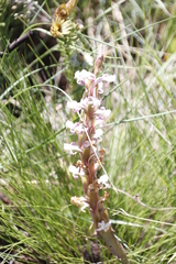 Satyrium longicauda longicauda