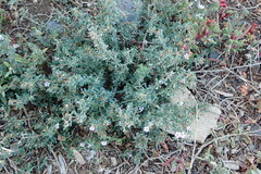 Frankenia pulverulenta
