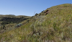 Lotononis lotononoides