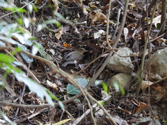 Turdus chrysolaus