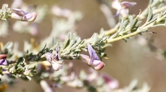 Lotononis lotononoides