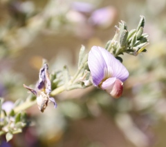 Lotononis lotononoides