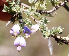 Lotononis lotononoides