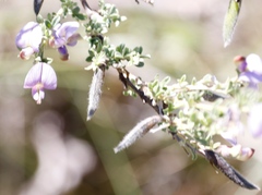 Lotononis lotononoides