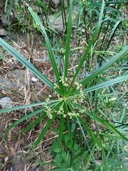 Cyperus alternifolius flabelliformis