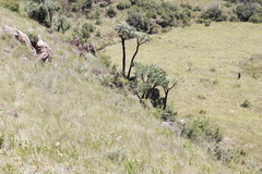 Cussonia paniculata sinuata