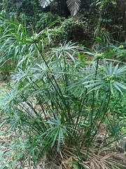 Cyperus alternifolius flabelliformis