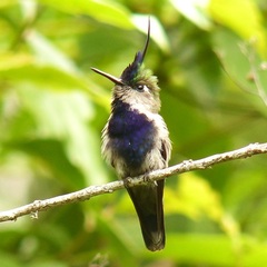 Stephanoxis loddigesii