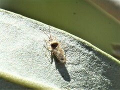 Plerochila australis