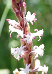 Satyrium longicauda longicauda