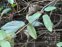 Cryptolepis sinensis