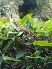 Calotes versicolor