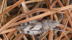 Oedipoda charpentieri