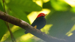 Ceratopipra mentalis