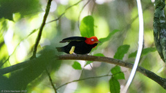 Ceratopipra mentalis