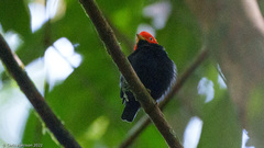 Ceratopipra mentalis