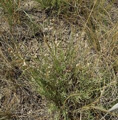 Astragalus tenuifolius