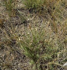 Astragalus tenuifolius