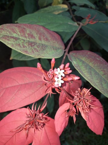 Combretum mussaendiflorum image