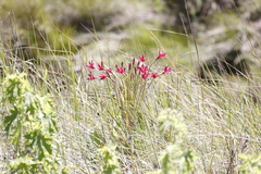 Brunsvigia undulata