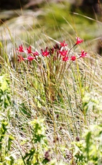 Brunsvigia undulata