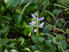 Pontederia