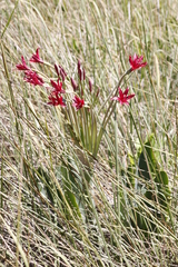 Brunsvigia undulata