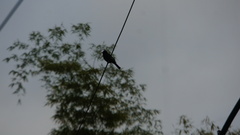 Hypsipetes leucocephalus