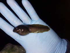 Lithobates vaillanti