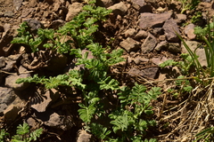 Astragalus arnottianus
