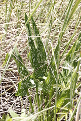 Zantedeschia albomaculata