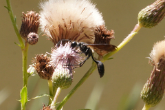 Isodontia