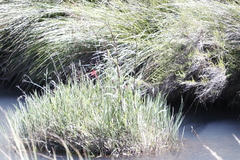 Hesperantha coccinea