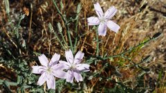 Stephanomeria exigua exigua