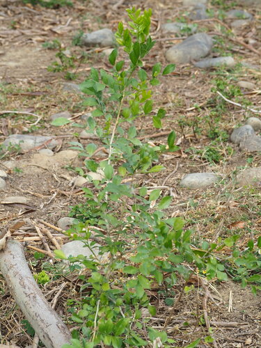 Murraya paniculata