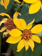 Sphagneticola trilobata